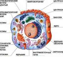 Структурата на лизозомите и тяхната роля в клетъчния метаболизъм