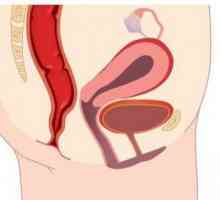 Структурата на лабирита. Физиология на женските генитални органи