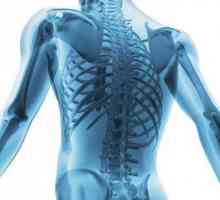 Структурата на човешкия гръбнак: диаграма, обозначаване на основните отдели. Характеристики на…