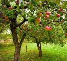 Структурата на ябълкови семена. Ботаника: курсът на училището