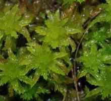 Структурата на сфагнума. Moss sphagnum (снимка)