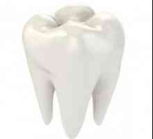 Структура на човешките зъби: диаграма и описание