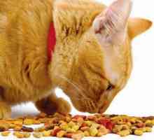 Суха храна за котки "Farmina" - рецензии, характеристики, видове и състав