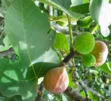 Сушени смокини: полезни свойства и противопоказания