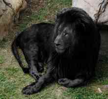 Има ли черен лъв в природата?