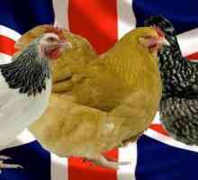 Sussex (порода пилета): характеристики, характеристики и описание