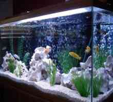 LED осветление на аквариума. LED лампи и лента за аквариума. Изчисляване на LED осветление за…