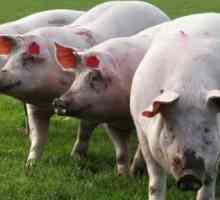 Свински черен дроб - калории, полза и вреда