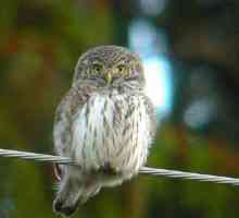 Бухал пауърне: начин на живот. Passerine Owl у дома