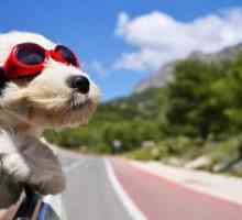Таблетки за кучета от болест по време на движение. Какво ще стане, ако кучето се люлее в колата?