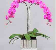 Мистериозна орхидея: отглеждането у дома