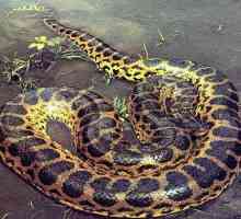 Толкова ли е опасно за анаконда змия?