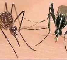 Такива различни видове комари