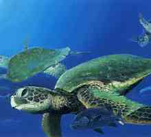 Такива забавни морски костенурки