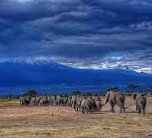 Танзания: национални паркове и резерви. Специално защитени природни територии
