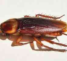 Хлебарки, насекоми: размножаване, причини за появата и начини за борба с тях