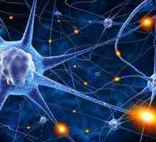 Теория на мозъчната невропластичност