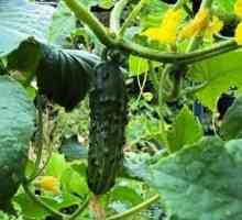Топла градина за краставици - чудесен начин да отглеждате зеленчуци в студен климат