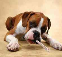 Топлинен удар при куче: признаци и лечение