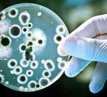 Тинкторни свойства - основата на микроскопията на бактериите