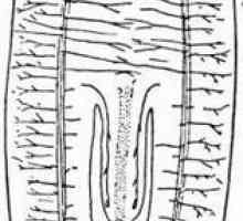 Тип Плоски червеи, характеристики на външната и вътрешната структура