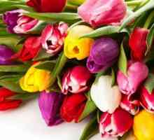 Tulip многофлорен: описание на сортовете, засаждане и грижи