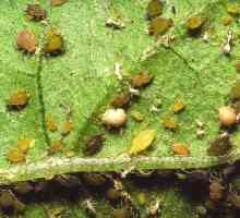 Афиди върху краставици в оранжерията: как да се бием? Народни средства за защита. Методи за борба с…