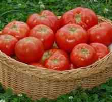 Афидите на домати са вредител номер едно! Няколко начина да се справите с него