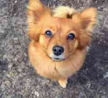 Toy Terrier redhead: снимка и описание на породата кучета