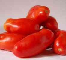 Свещи от домати Scarlet: Описание на сорта