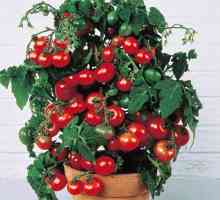 Tomato `bonsai`: описание, характеристики, ревюта. Отглеждане на домати на балкона