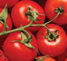 Tomato Dar Zavolzhie: характеристика на сорта