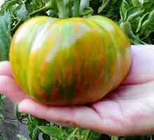 Доматна малахитна ковчега - зелен домати