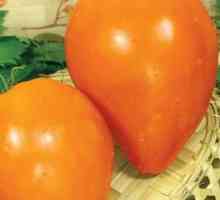 Доматово "оранжево сърце": характеристики, описание на сорта и рецензии