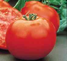 Tomato Polbig: Описание на хибридния сорт домати