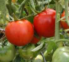 "Експлозия" на домати: описание на степен, характеристика, отговори