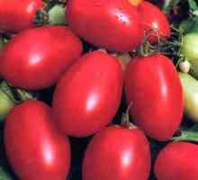 "Доматец" на доматите: снимки и описание на сорта