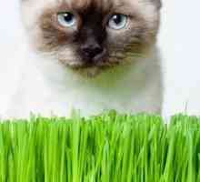Трева за котка - източник на здраве