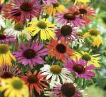 Echinacea билки: полезни свойства и лекарствени рецепти