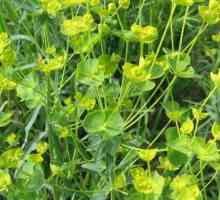 Тревна трева: лекарствени свойства, приложения и рецепти