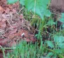 Трева за смилане: полезни свойства и приложение на растението