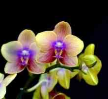 Взискателна орхидея: как да засаждате цвете