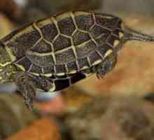 Три килограма китайска костенурка: описание и характеристики на съдържанието