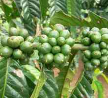 "Тропикана тънко зелено кафе" ("Evalar") за отслабване: прегледи и принцип на…