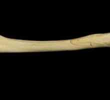 Тръбна кост: структура и функция. Дълги тръбни кости