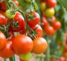 Турските домати се връщат. Вдигнати санкции срещу турски домати