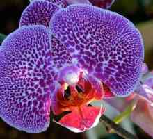Орхидеите имат отпуснати листа: какво да правят, каква е причината?