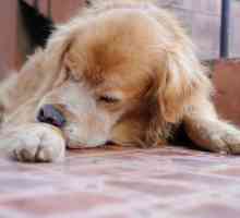 Кучето има кръв от ануса: възможни причини и характеристики на лечението
