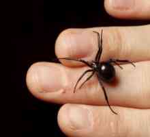 Учените са открили, че паяците могат да убият всеки човек!