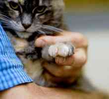 Премахване на ноктите в котки: прегледи на хостове, описание на процедури и характеристики